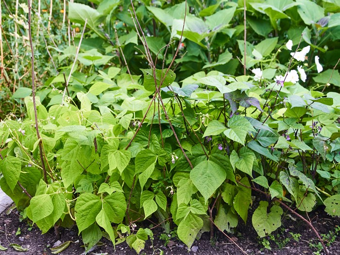 Buskbønner støttes af grene. Foto: Karna Maj