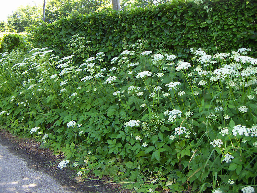 Skvalderkål i blomst. Foto: Wikimedia/Steffen Heinz