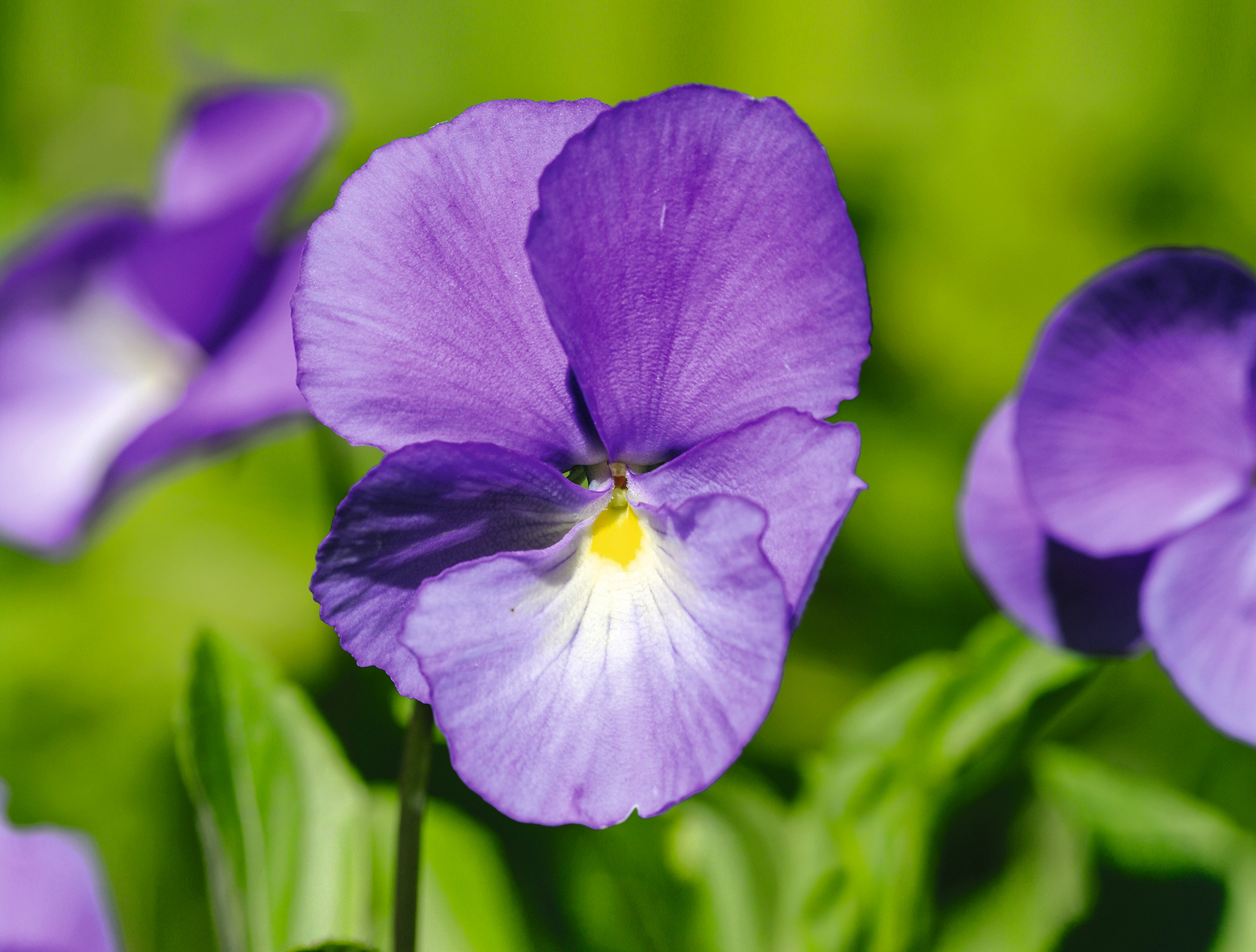 'Maggie Mott' er en gammel sort med sølvblå eller lilla farve. Foto: Birgit Husted Bendsten