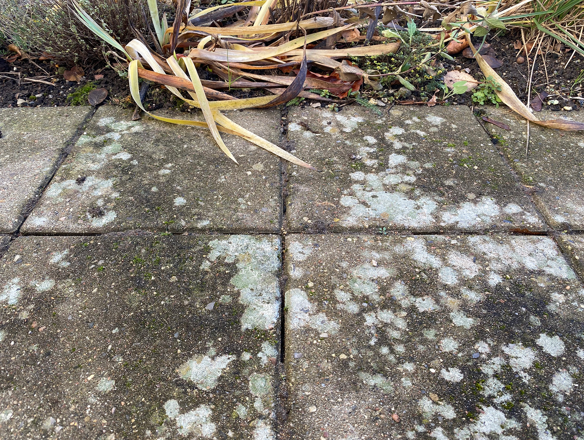 Flisepest. Foto: Haveselskabet