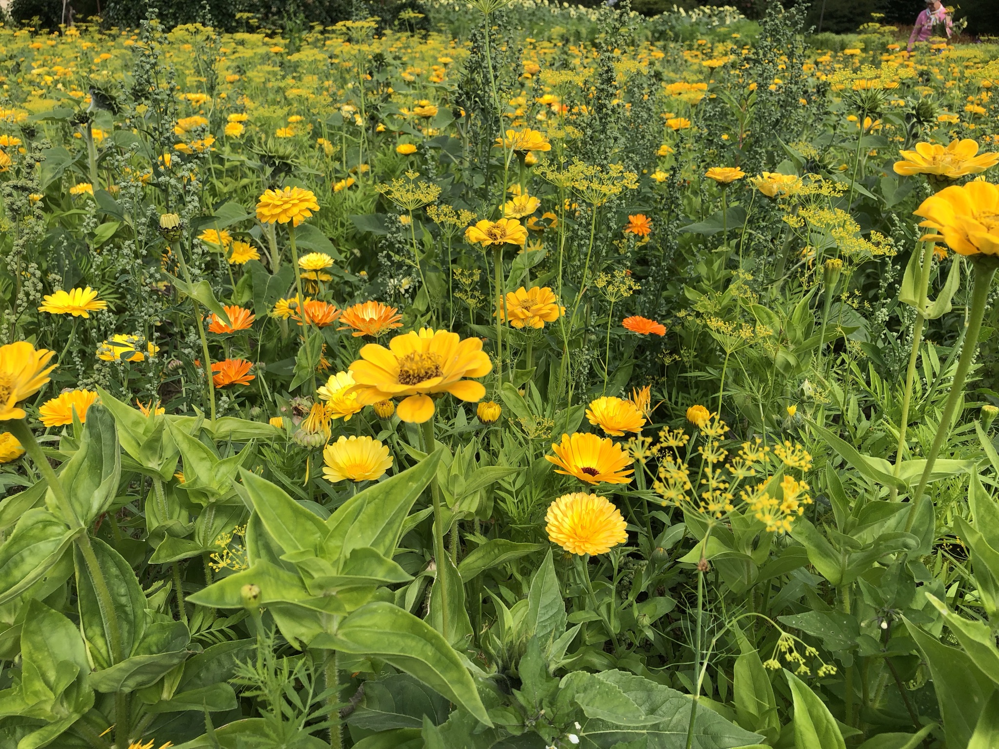 Gule og orange sommerblomster i et stort bed. Foto: Pia Jensen