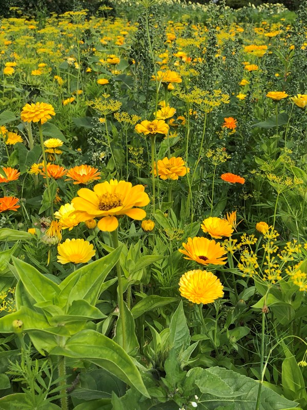Gule og orange sommerblomster i et stort bed. Foto: Pia Jensen