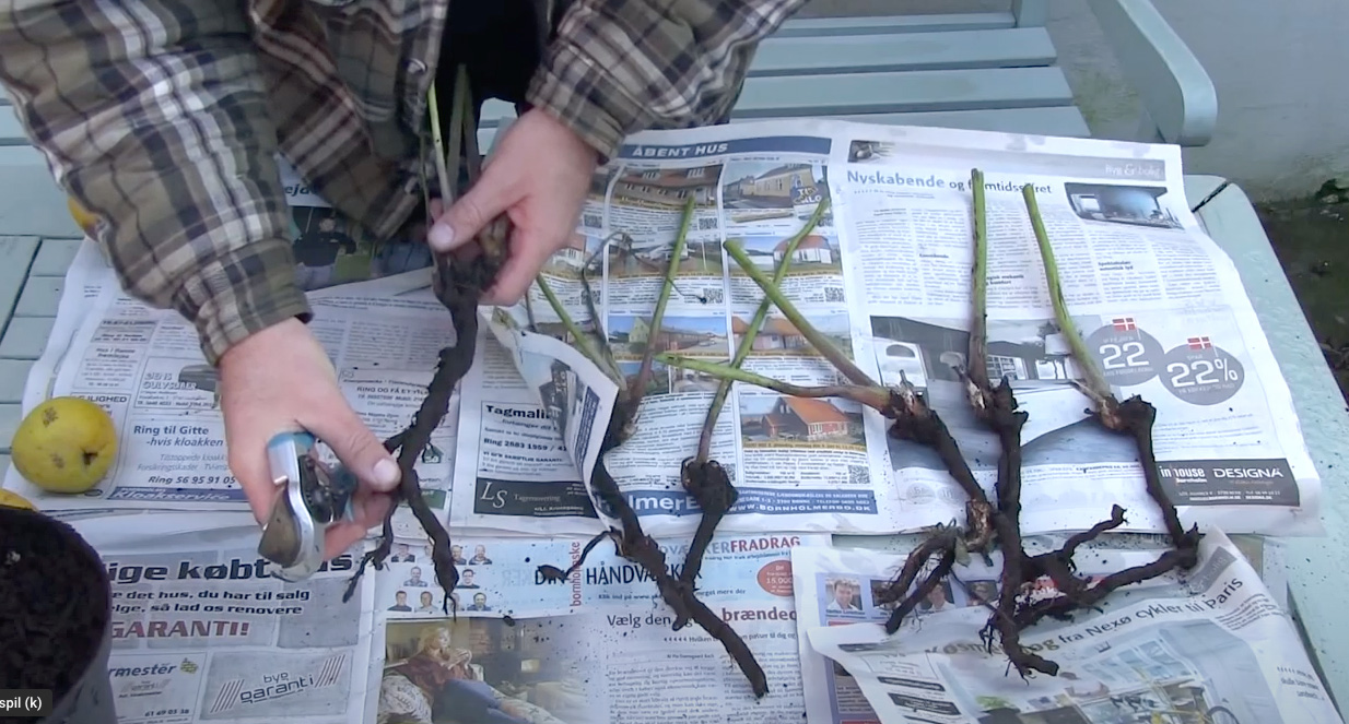 Rodstikling af høstanemone. Foto: Frank Kirkegaard