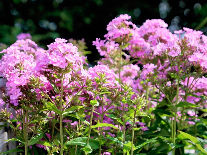 Floks, Phlox paniculata 'Hesperis'. Foto: Jeanette Thyssen