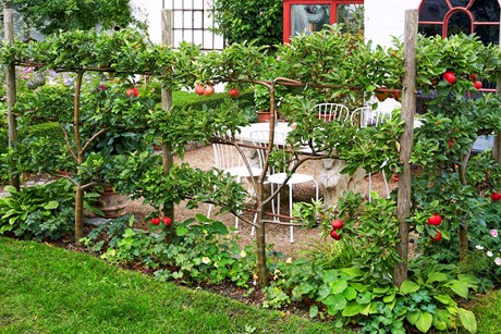 Æbleespalier rundt om terrasse.