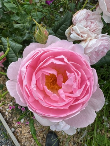 Rose lyserød. Foto: Ukendt kilde