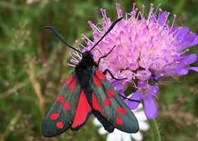 Køllesværmer på blåhat