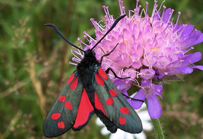 Køllesværmer på blåhat