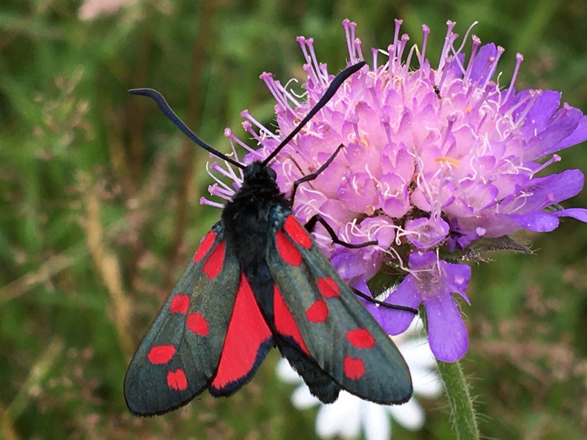 Køllesværmer på blåhat