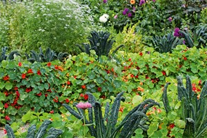 Her ses toscansk palmekål ’Nero di Toscana’ sammen med frøkenhat, Zinnia, orange blomsterkarse, høje dahliaer og lette blomsterskærme af koriander. Foto: Pernilla Bergdahl