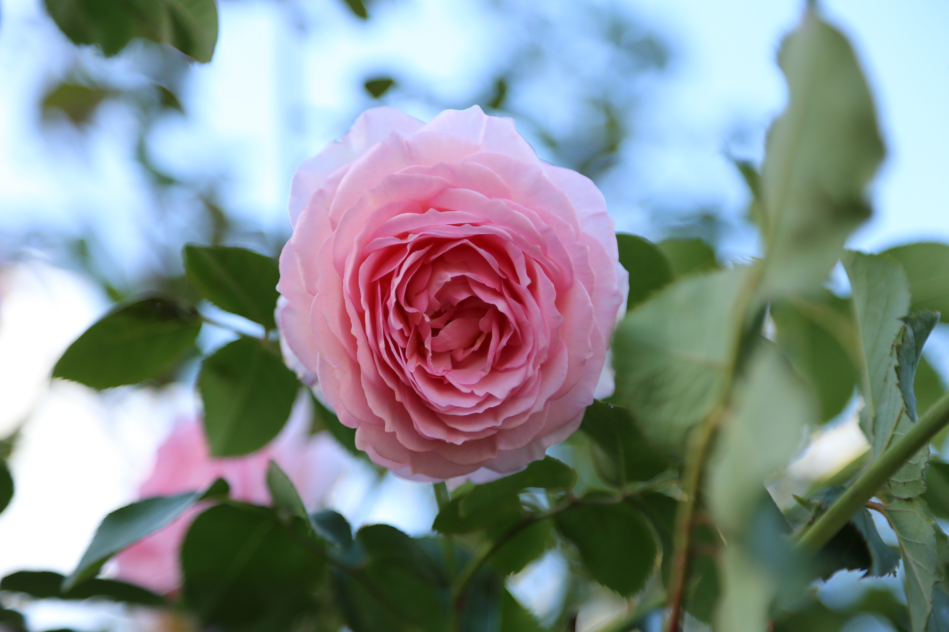 Rose 'James Galway'. Foto: Birthe og Ernst Jensen