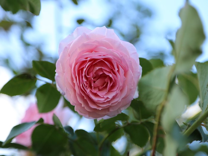 Rose 'James Galway'. Foto: Birthe og Ernst Jensen