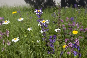 Blomstereng af hjemmehørende arter. Flickr