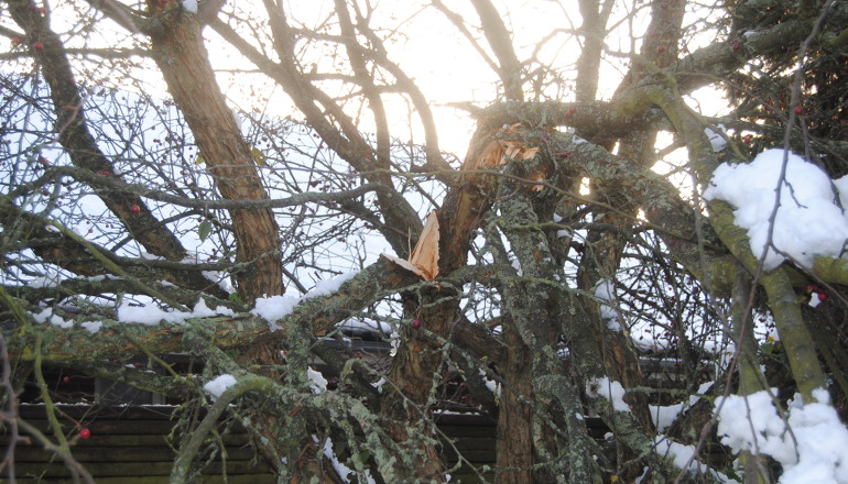 Stort snetryk kan gøre skade på havens planter. Foto: Haveselskabet