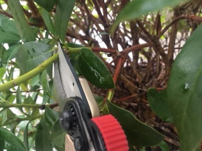 Ved en moderat beskæring, skæres ind til en bladkrans. Foto: Haveselskabet