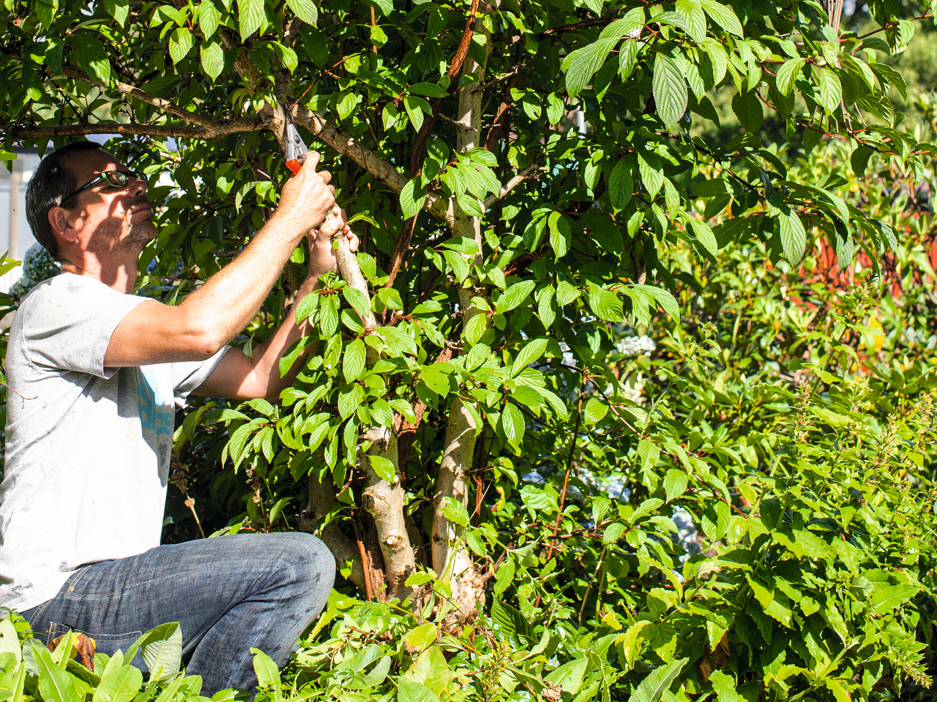 Sommerbeskæring. Foto: Frank Kirkegaard
