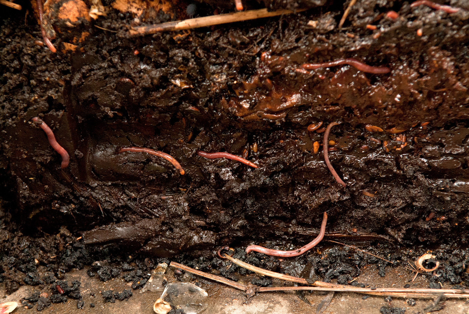 Kompostorm. Foto: Mia Bøggild