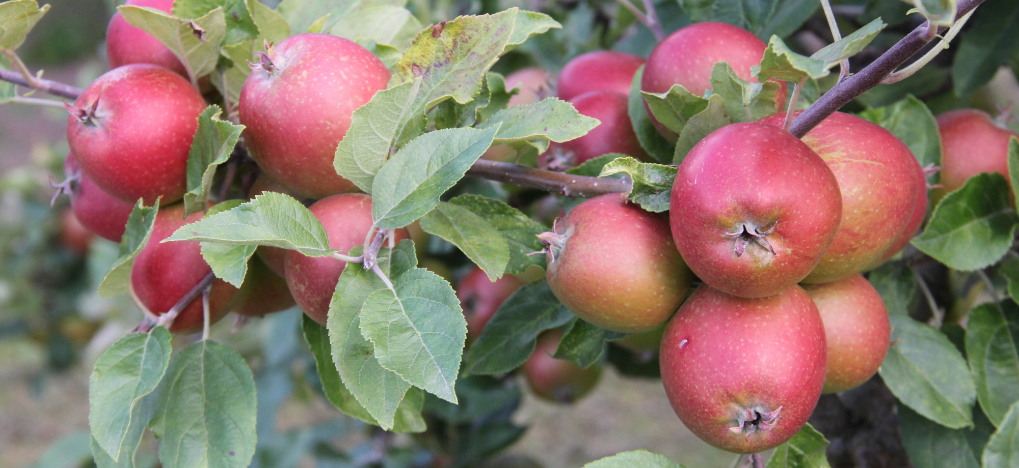 Pigeonæbler. Foto: Maren Korsgaard