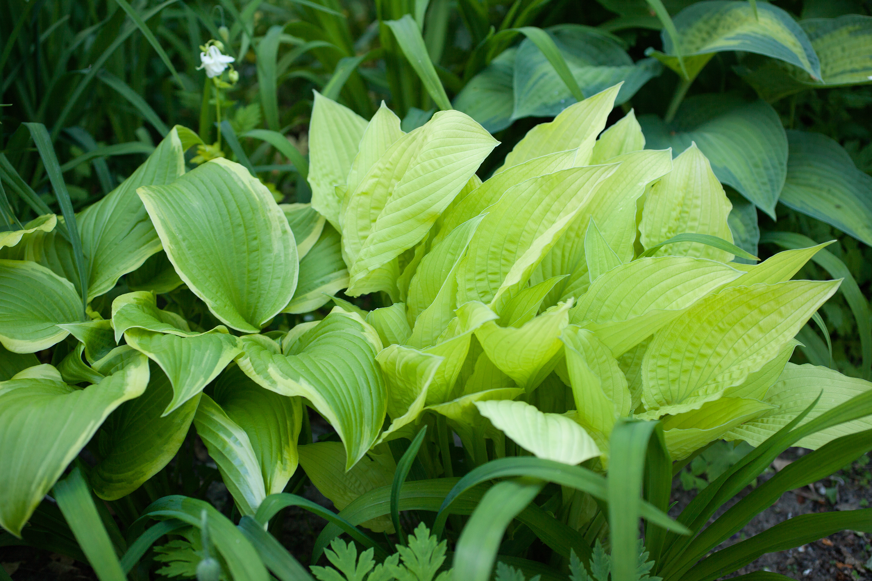 Hosta, Hosta 'White Feather'. Foto: Kirsten Lyng