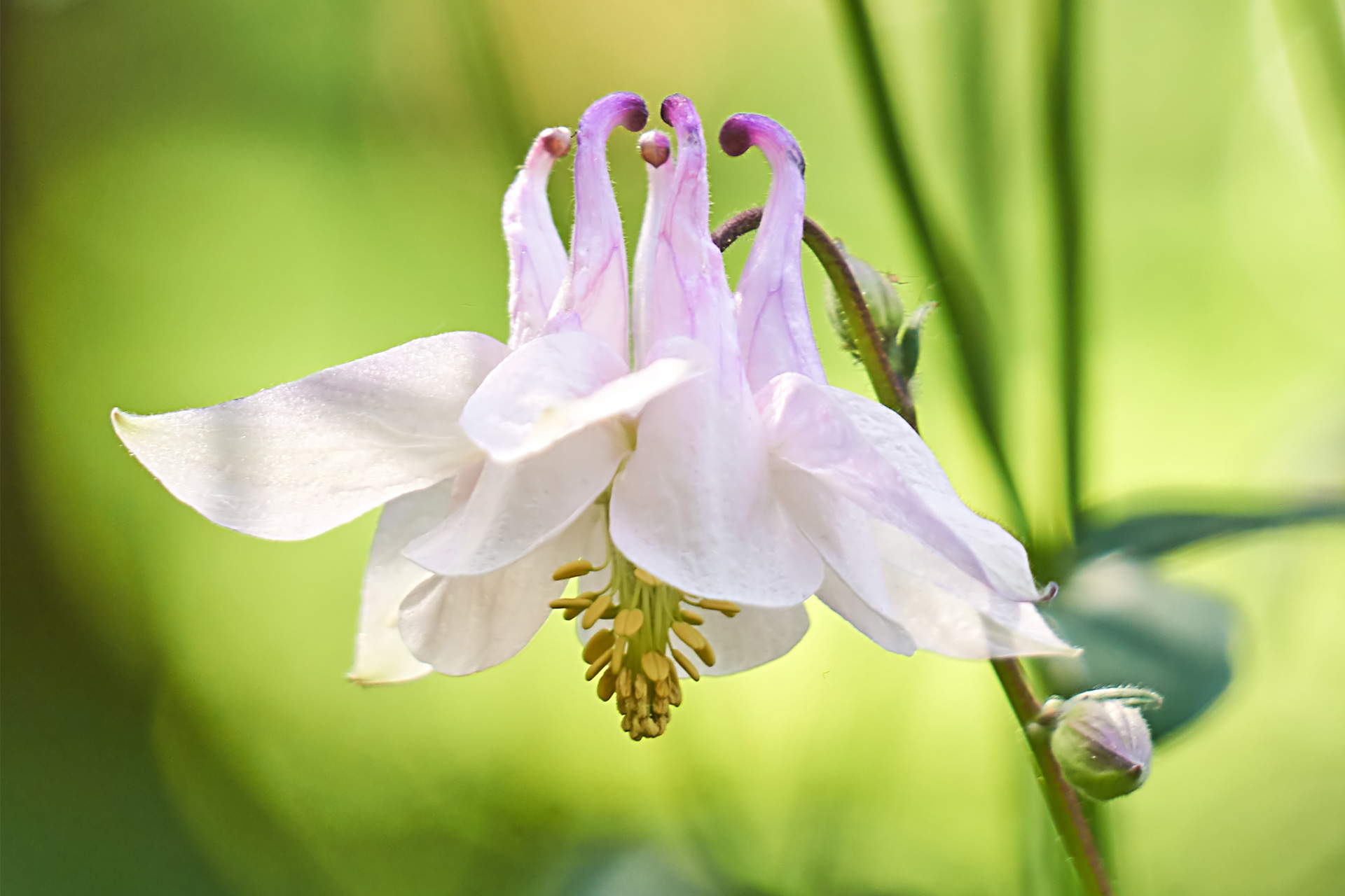 Det engelske navn for akeleje er columbine, der stammer fra det latinske columba, der betyder due. Kronbladene danner et billede af 5 duer der sidder tæt sammen. Foto: iStock 