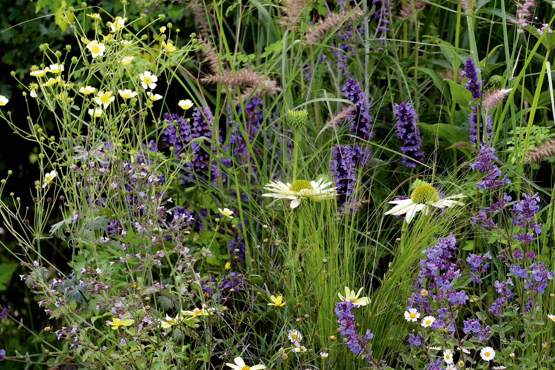 Beddesign af Helle Troelsen med bl.a. havepurpursolhat, Echinacea purpurea 'White Swan', indianermynte, Agastache 'Black Adder', lampedusergræs, Pennisetum orientale 'Karly Rose' og bidende ranunkel, Ranunculus acris 'Sulphureus'. Foto: Helle Troelsen