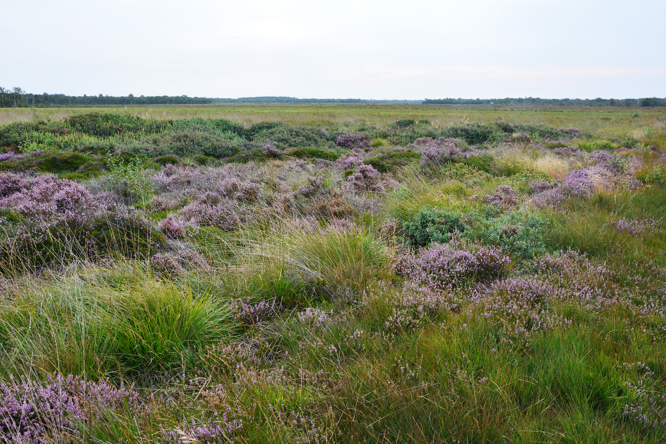 Holmegaards Mose. Foto: Rune Larsen