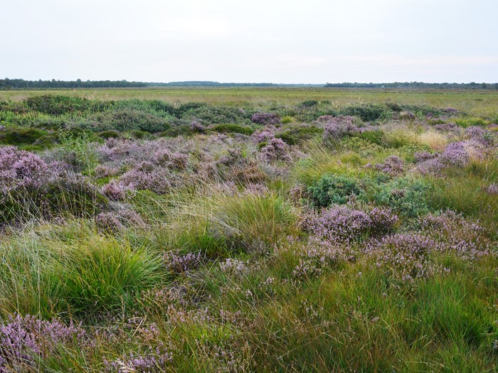 Holmegaards Mose. Foto: Rune Larsen