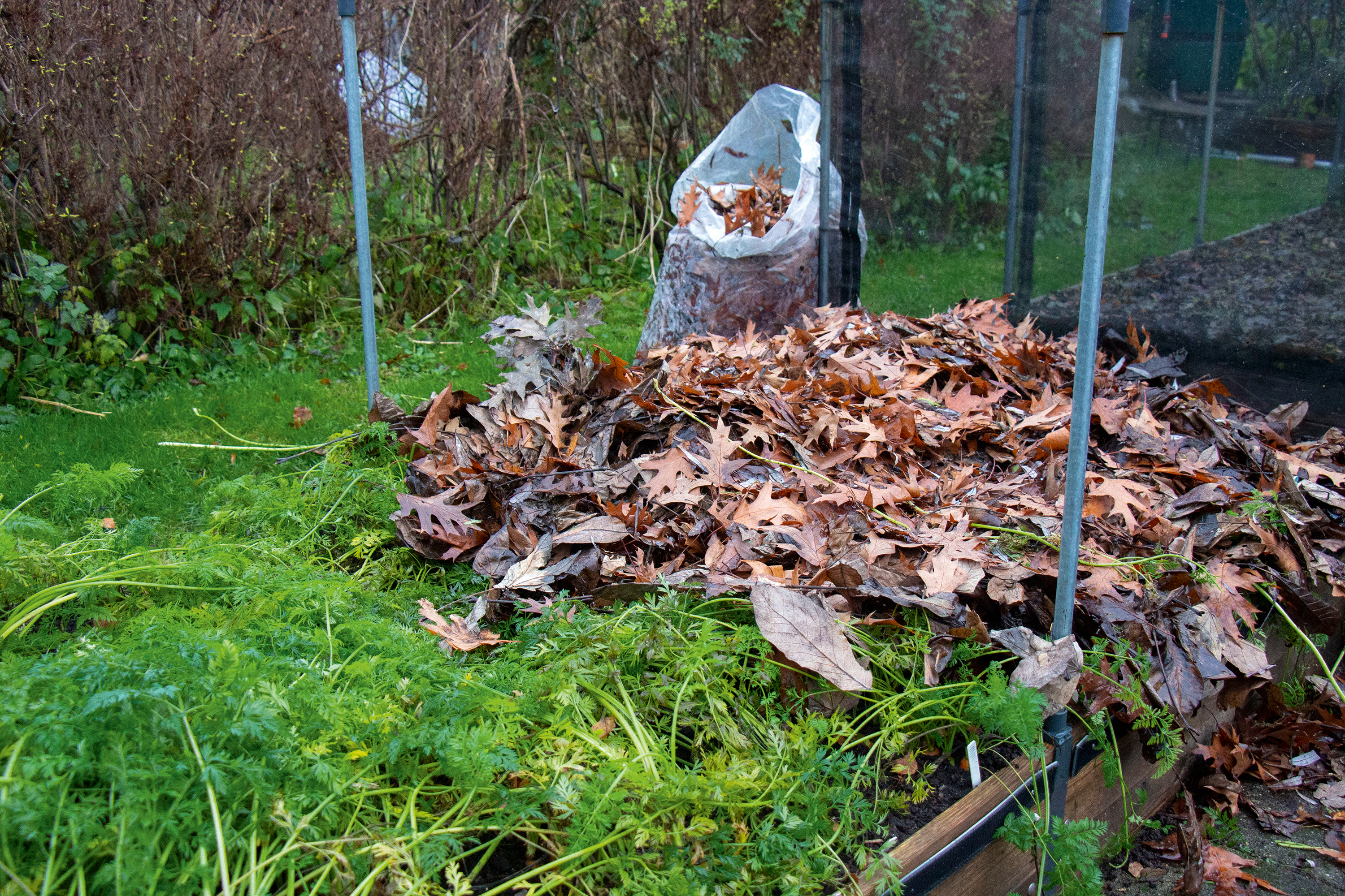 Frostsikrede gulerødder under et tykt lag blade. Foto: Peter Norris