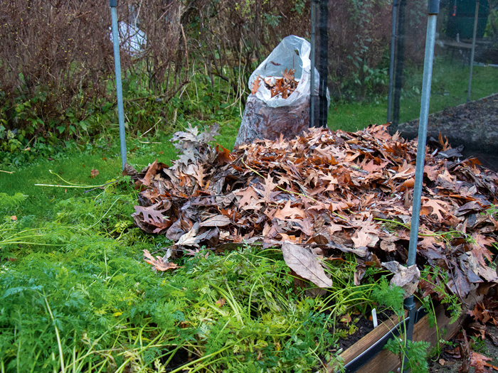 Frostsikrede gulerødder under et tykt lag blade. Foto: Peter Norris