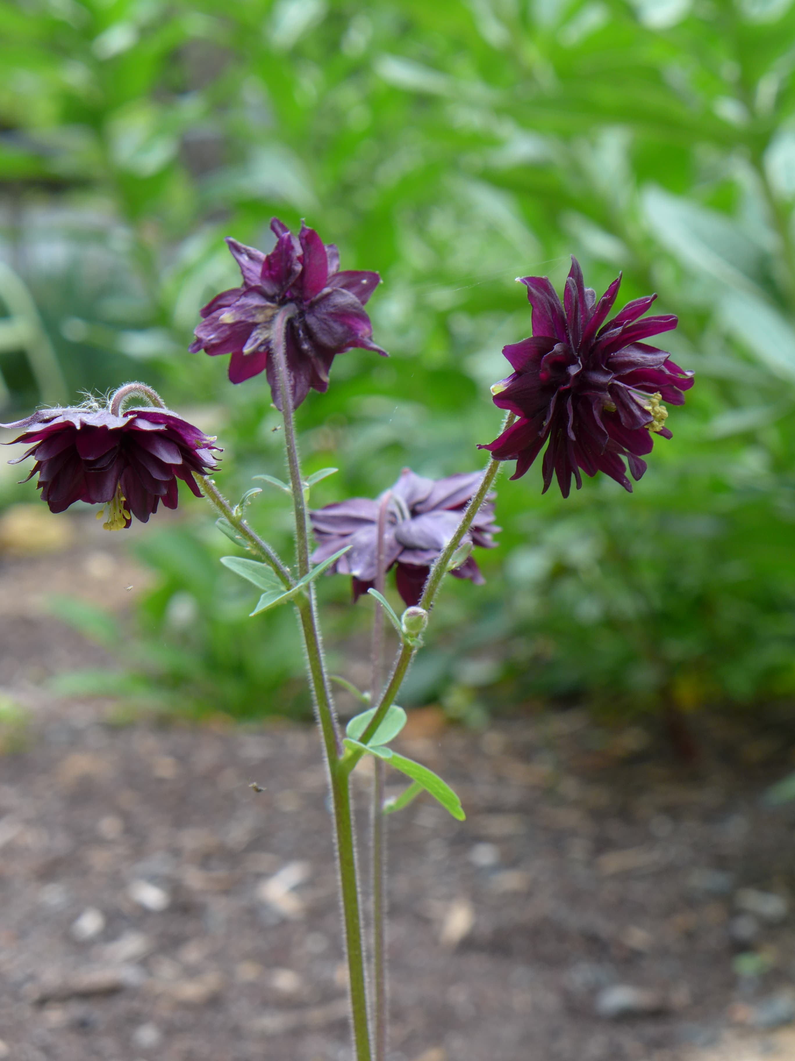 Almindelig akeleje, Aquilegia vulgaris var. stellata 'Black Barlow'