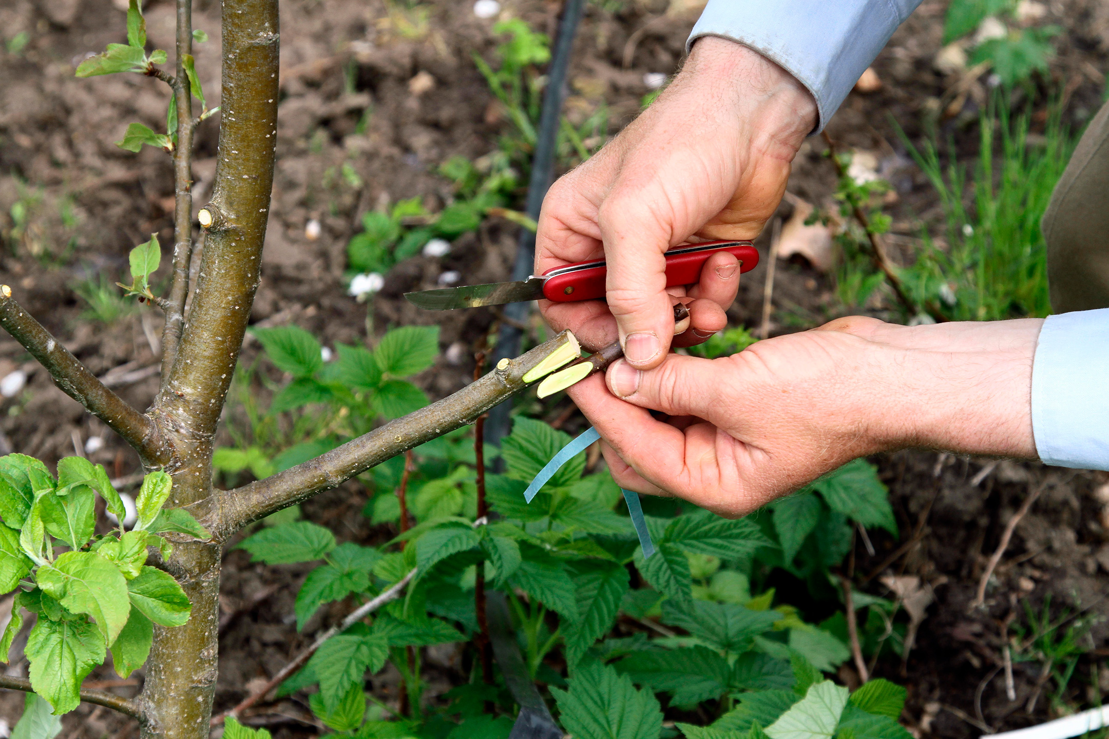Podning af æbletræ. Foto: Boi Jensen