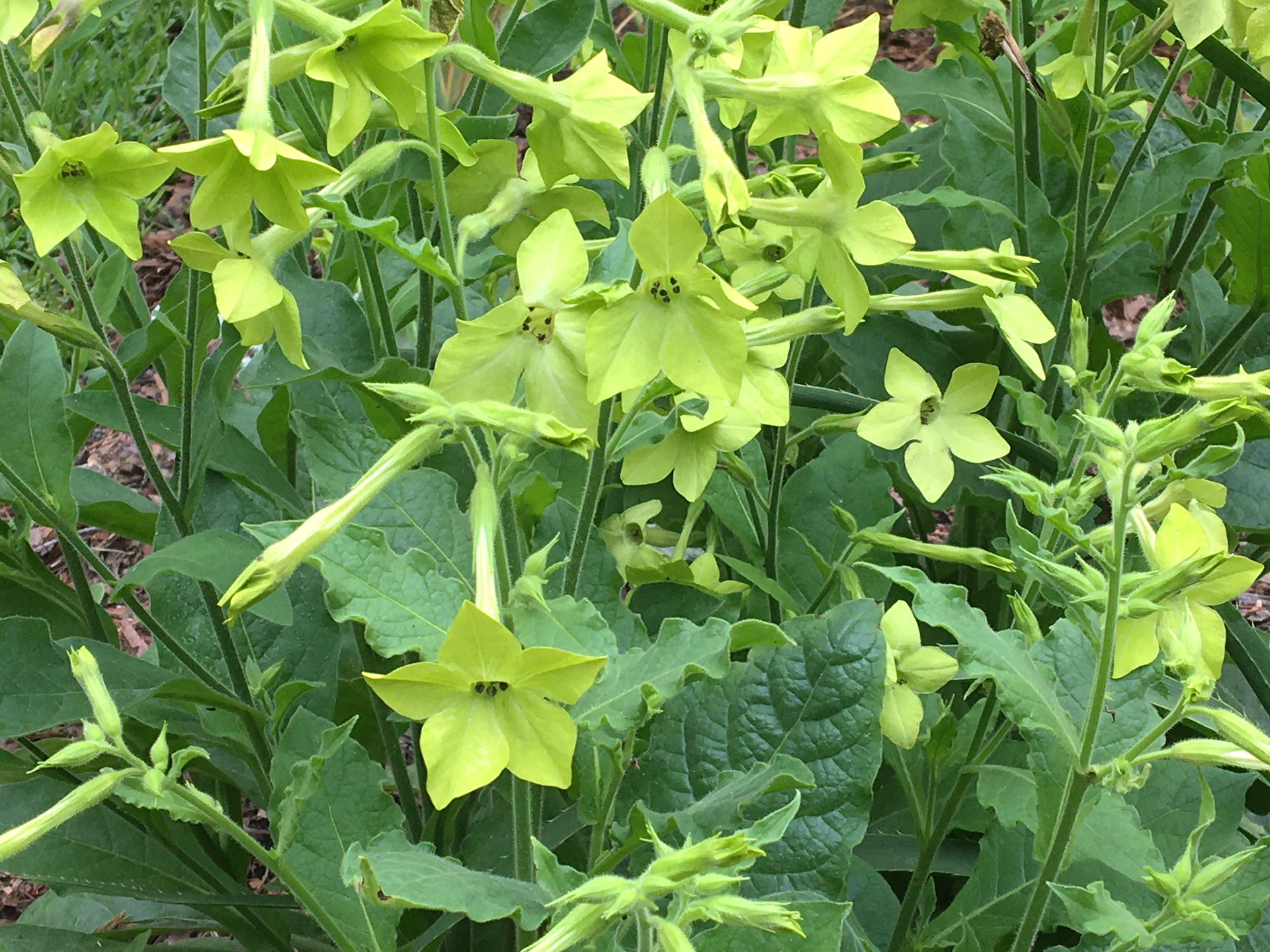 Prydtobak, 'Lime Green'. Foto: Flickr/Scott Zona