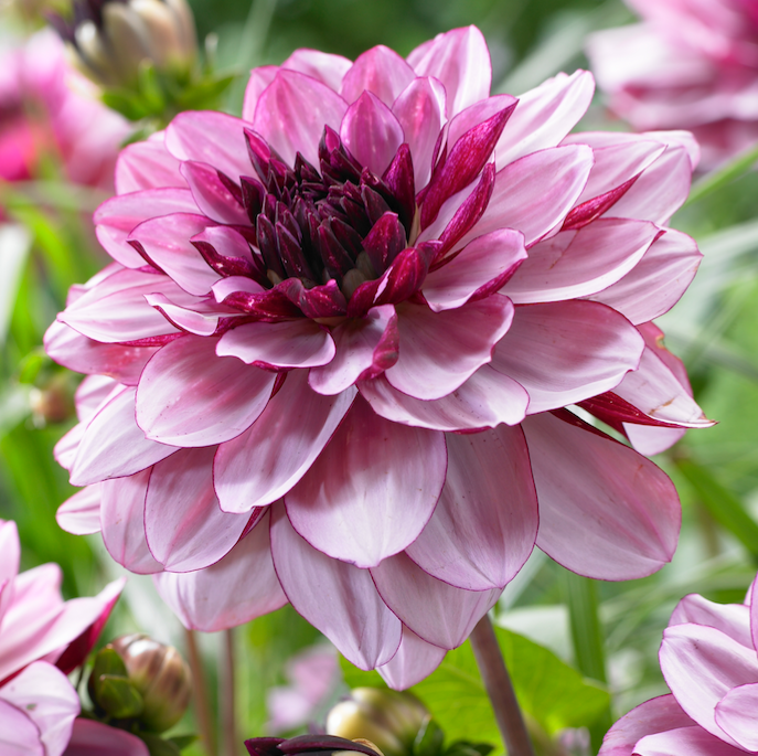 Georgine, lilla. Foto: Ukendt kilde