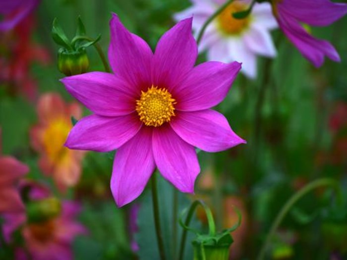 Georgine, Dahlia. Foto: CCO Public Domain