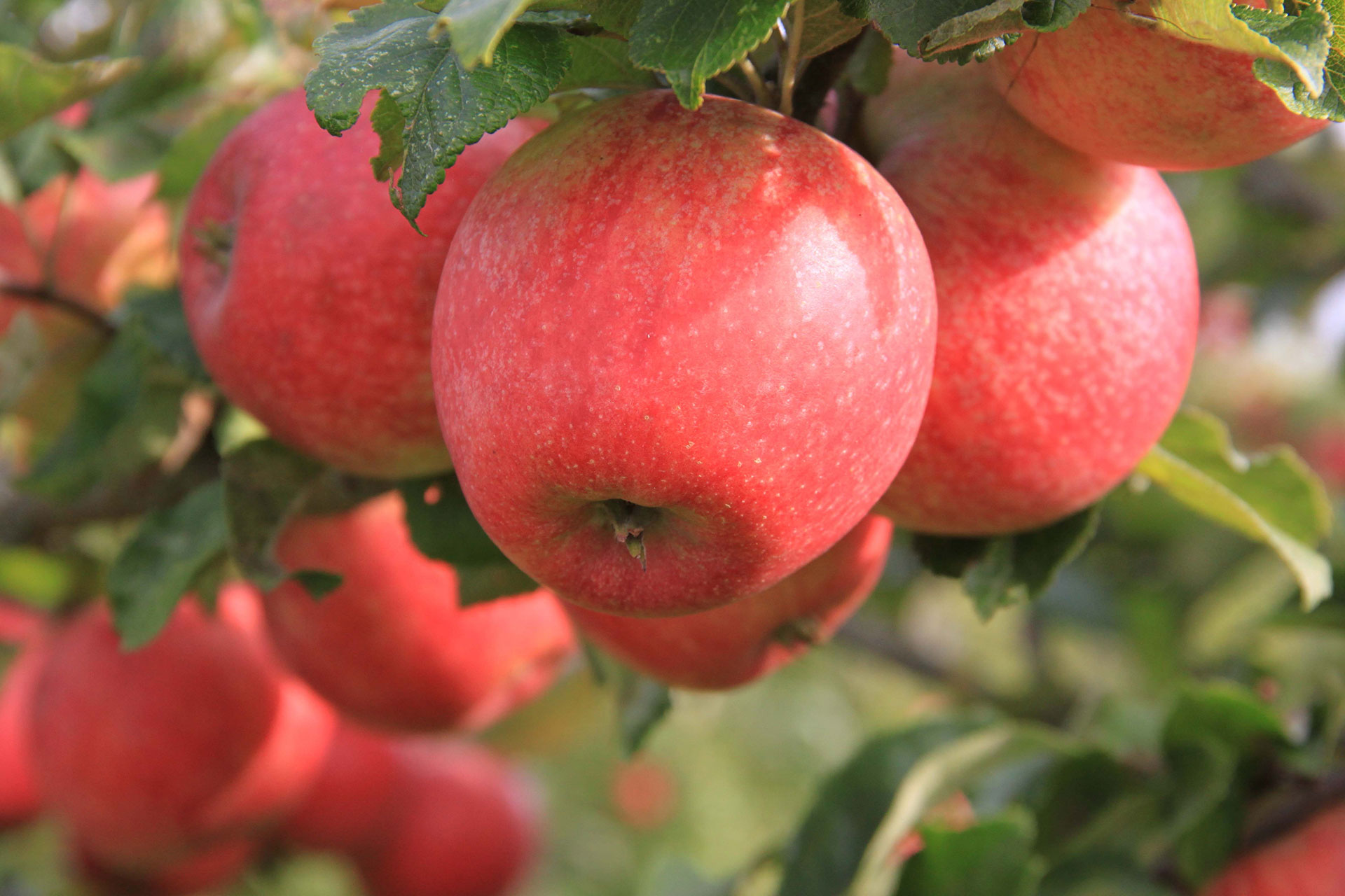 'Alkmene'. Foto: Maren Korsgaard