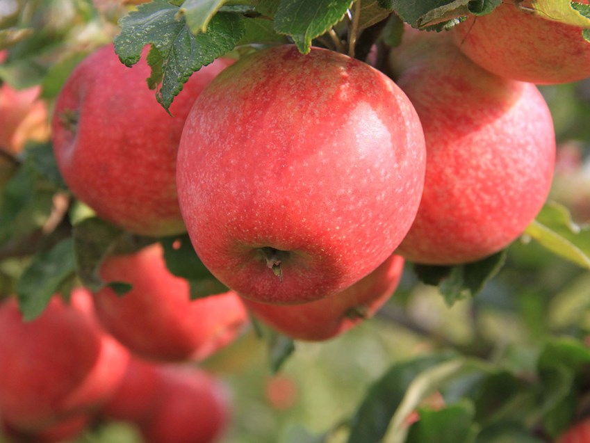 'Alkmene'. Foto: Maren Korsgaard