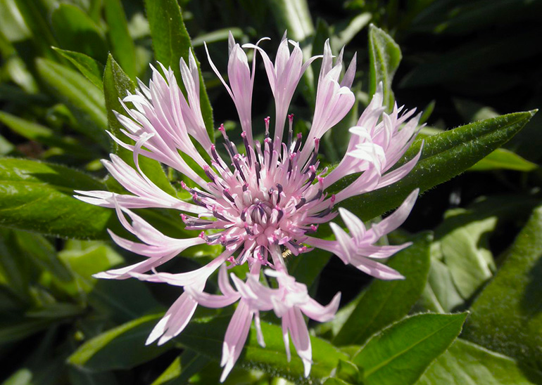 Bjergknopurt, Centaurea montana 'Carnea'. Foto: Flickr