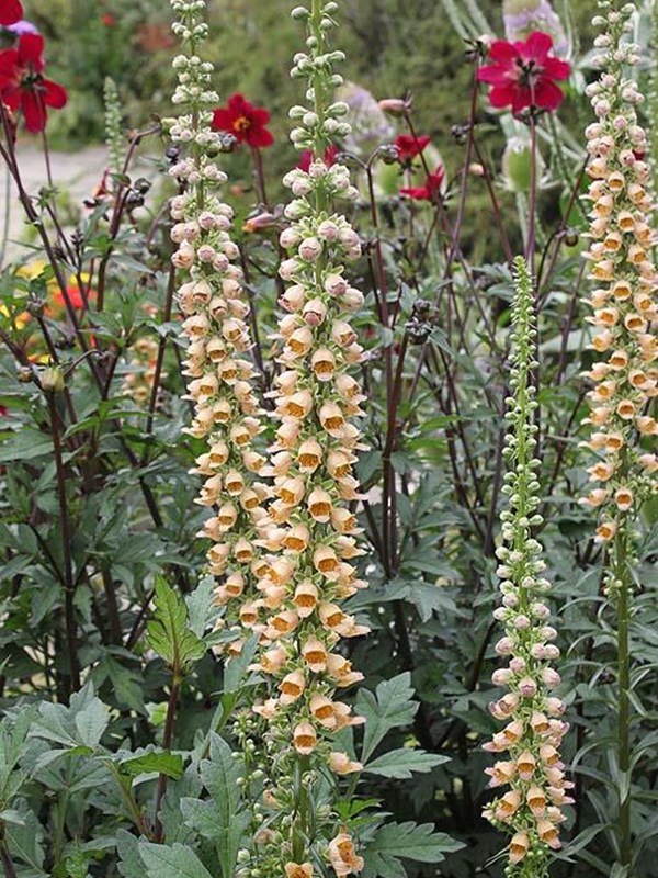 Rustfarvet fingerbøl, Digitalis ferruginea, tilbyder med sine rustgule farver noget andet til bedene. Foto: Rictor Norton og David Allen