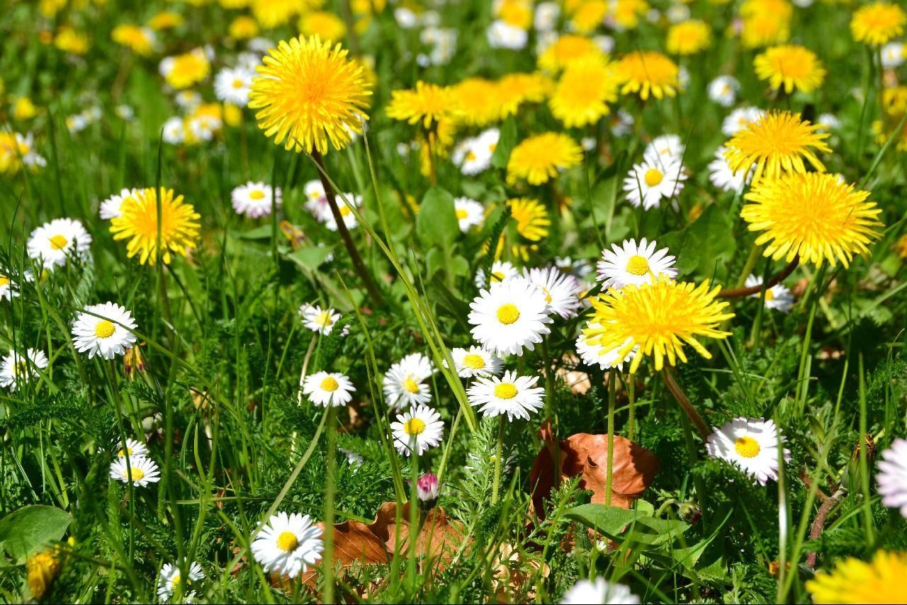 Mælkebøtte og bellis. Foto: Flickr/ Thomas Kohler