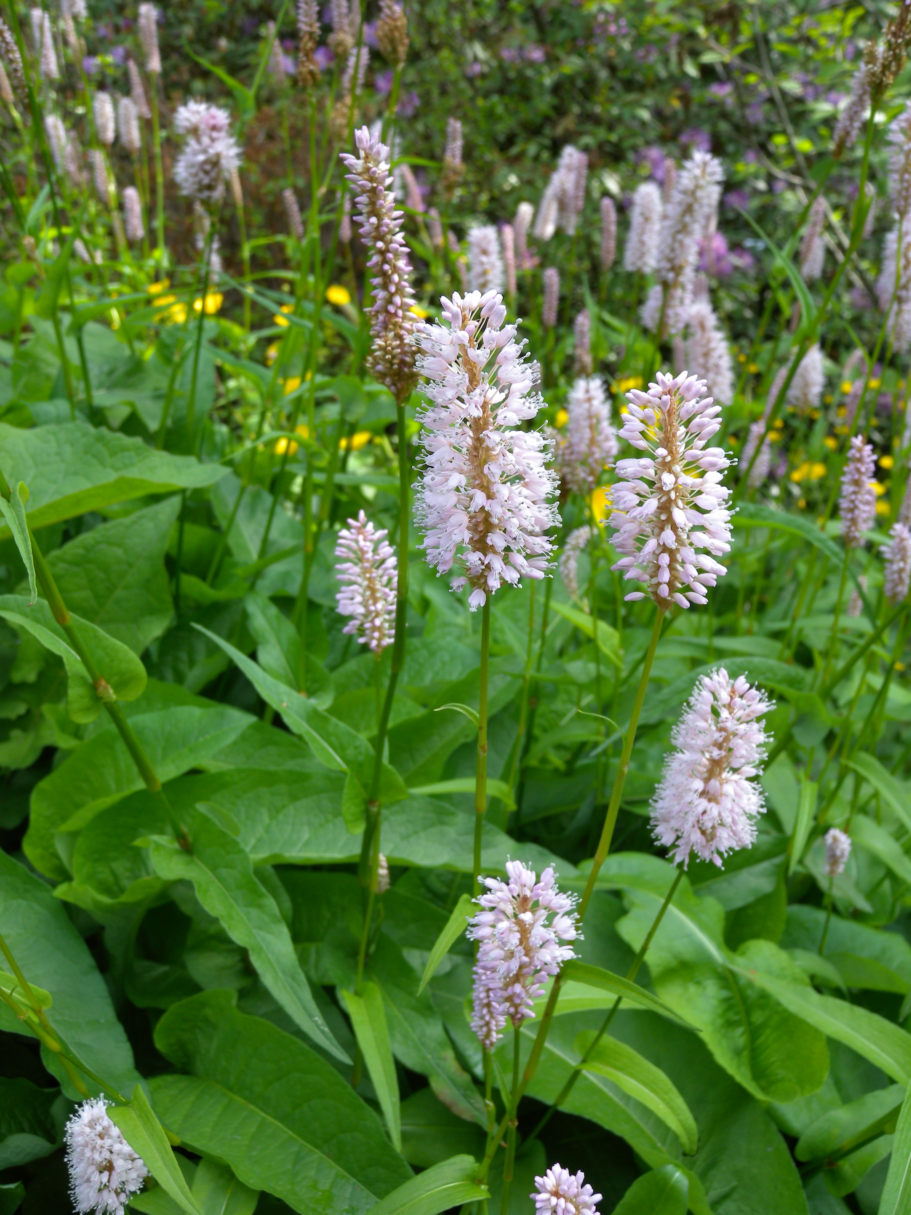 Slangeurt, Bistorta officinalis. Foto: Wikimedia