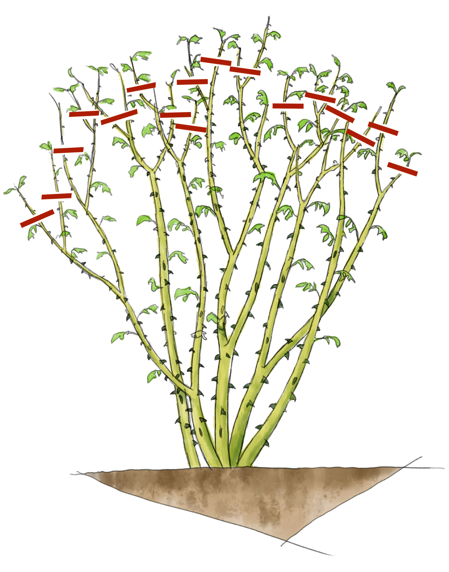 Studsning af buskrose. Illustration: Per O. Jørgensen