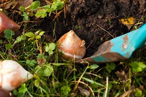 I efteråret er det tid til at lægge blomsterløg, der vil begejstre det efterfølgende forår. Foto: iStockPhoto