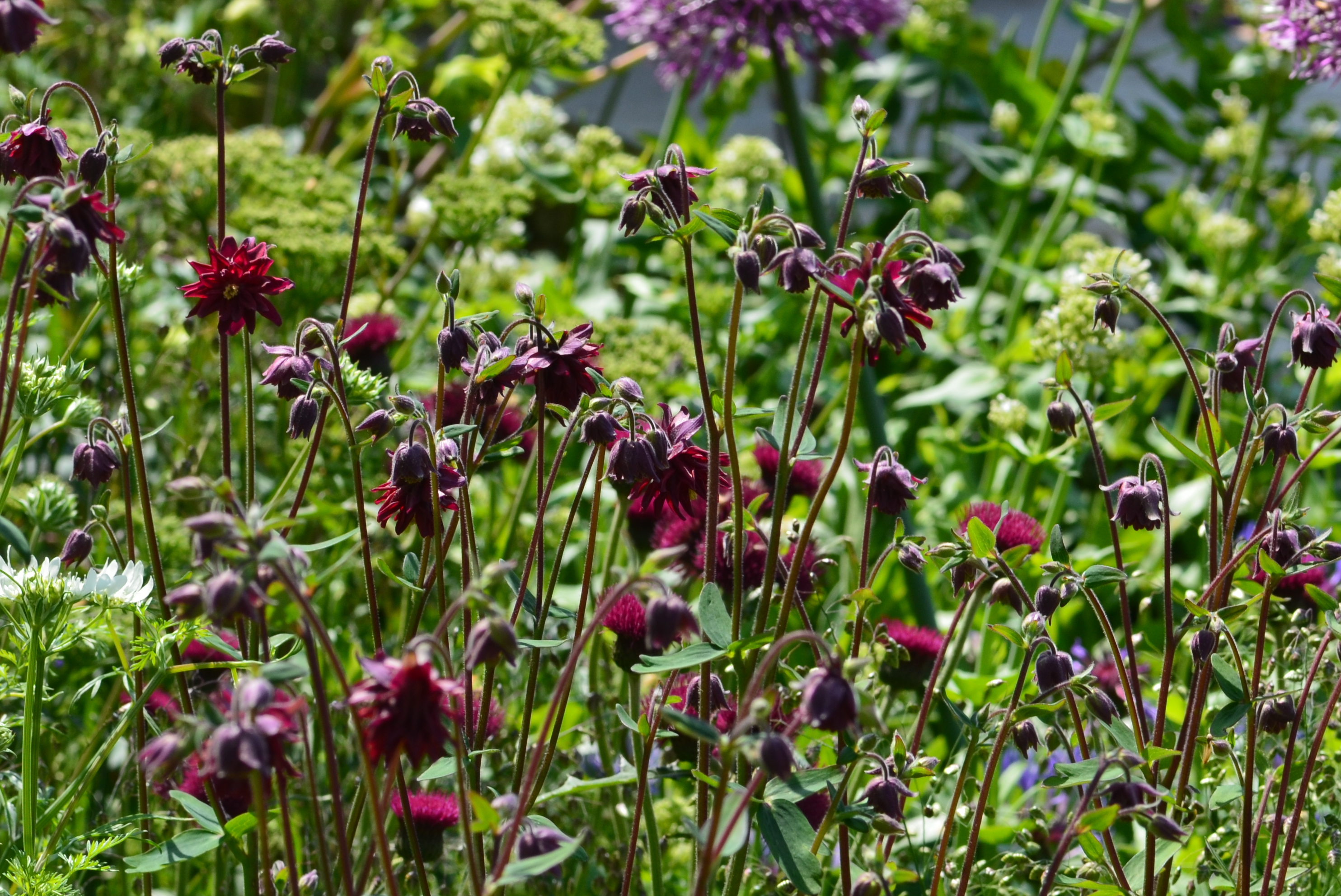 Akeleje, Aquilegia vulgaris var. stellata 'Ruby Port'. Foto: Haveselskabet