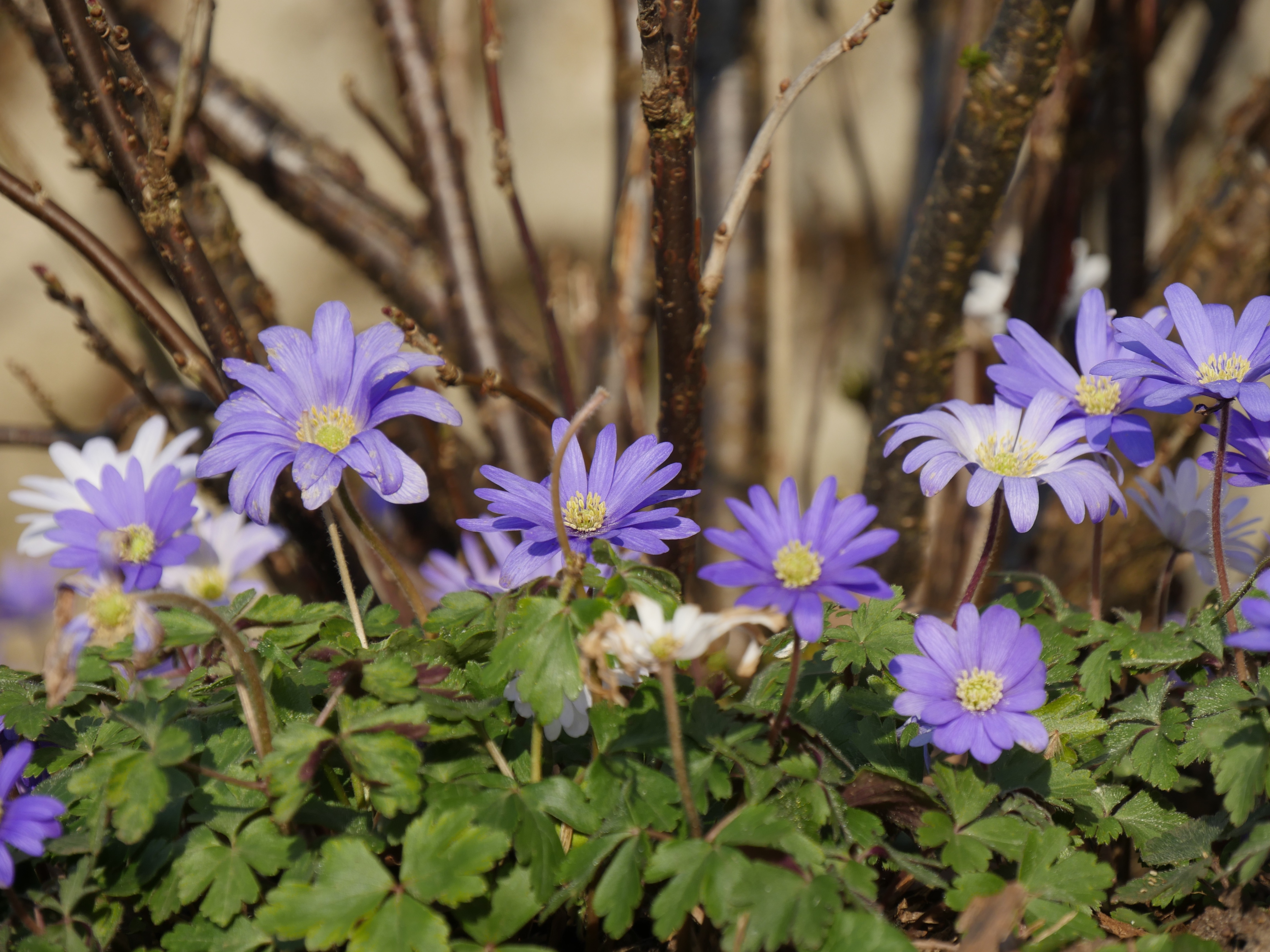 Balkananemone. Foto: Istock/Isabellemorand