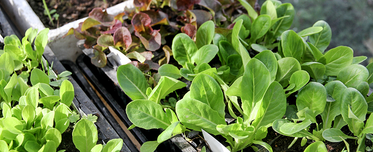 Forkultiveret salat. Foto: Karna Maj