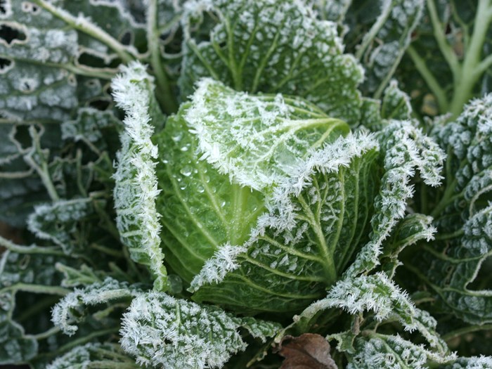 Vintersorter af savoykål tåler en del frost. De mest hårdføre sorter klarer en almindelig dansk vinter. Foto: Karna Maj