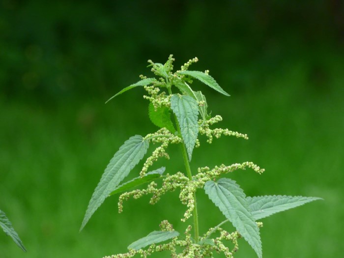 Stor nælde, brændenælde er værtsplante for flere arter af sommerfugle. Haveselskabet