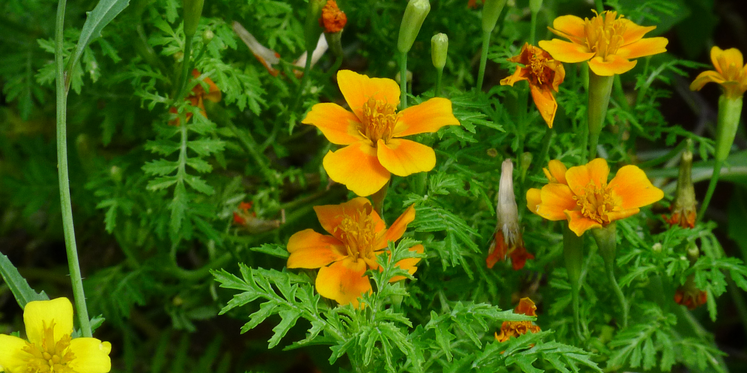 Smalfliget fløjlsblomst, Tagetes tenuilfolia, som bl.a. citron- og appelsintages tilhører, fraråder forskerne, at vi spiser. Foto: Flickr