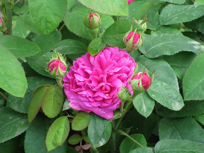 'Rose de Rescht'. Foto: Haveselskabet