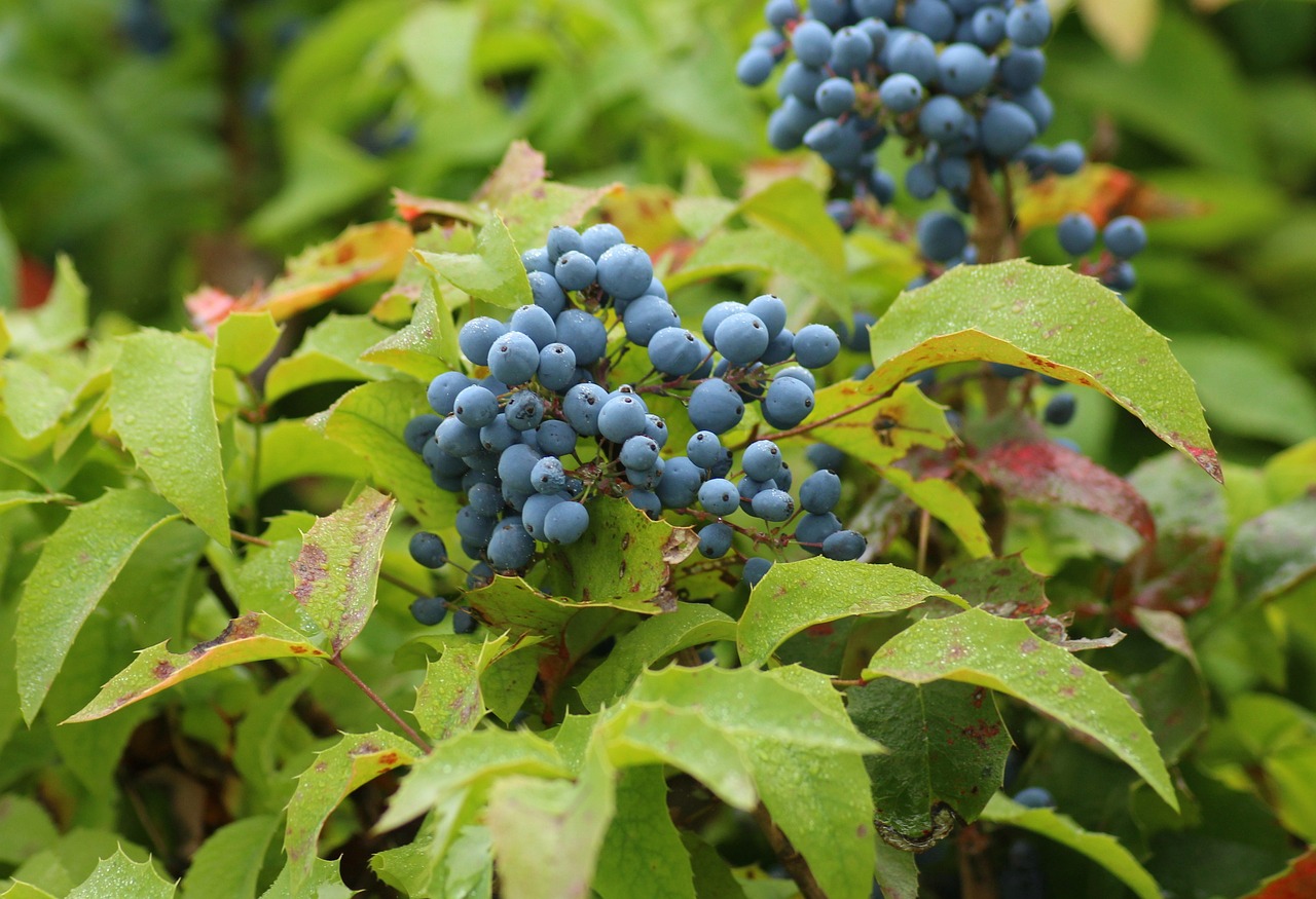 Blåduggede frugter på almindelig mahonie, Mahonia aquilfolium. Foto: Pixabay